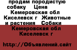  продам породистую собаку  › Цена ­ 2 000 - Кемеровская обл., Киселевск г. Животные и растения » Собаки   . Кемеровская обл.,Киселевск г.